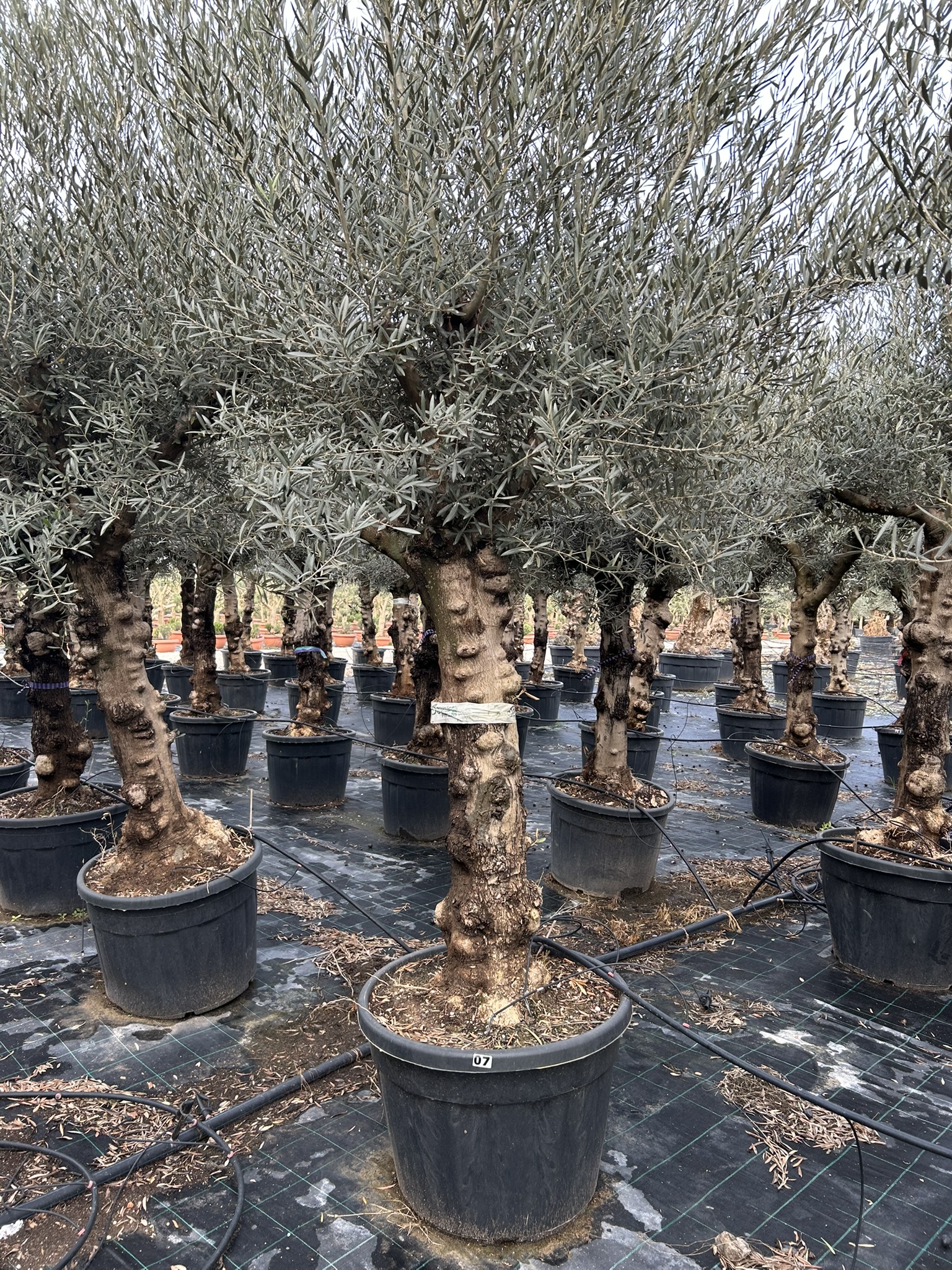 Olea europea Hoija Blanca ramif